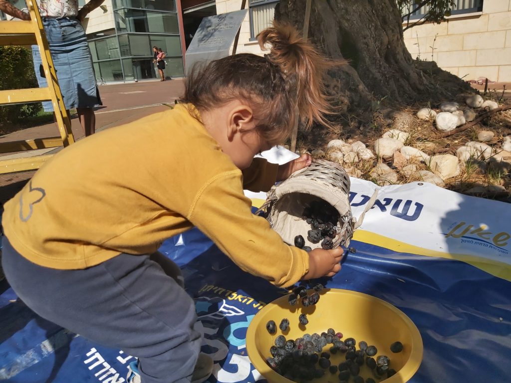 פעוט מעביר זיתים מהסל לגיגית